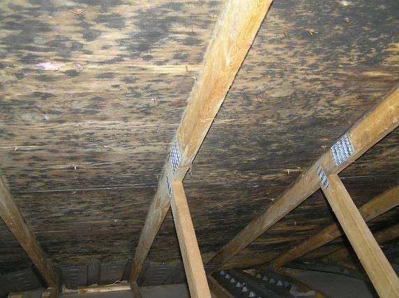 Mold in attic