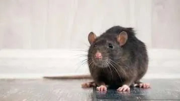 Warning Signs That You Have a Rodent Problem in Your Attic