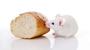 Hire a Professional For Rodent Proofing Your Attic